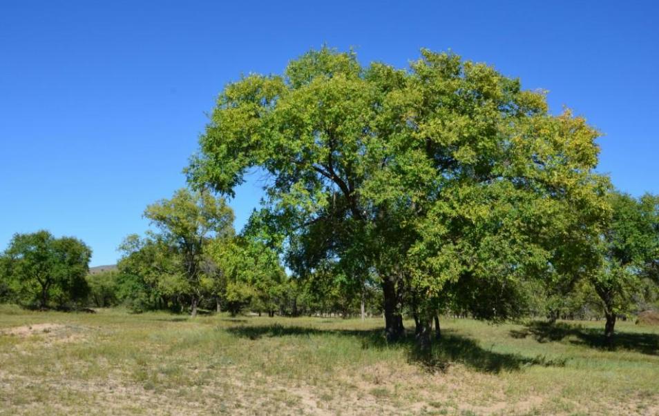 楸树苗的市场前景,楸树发展