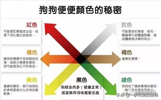 如何从狗狗粪便判断狗狗是否健康,一个多月的狗狗大便颜色判断健康