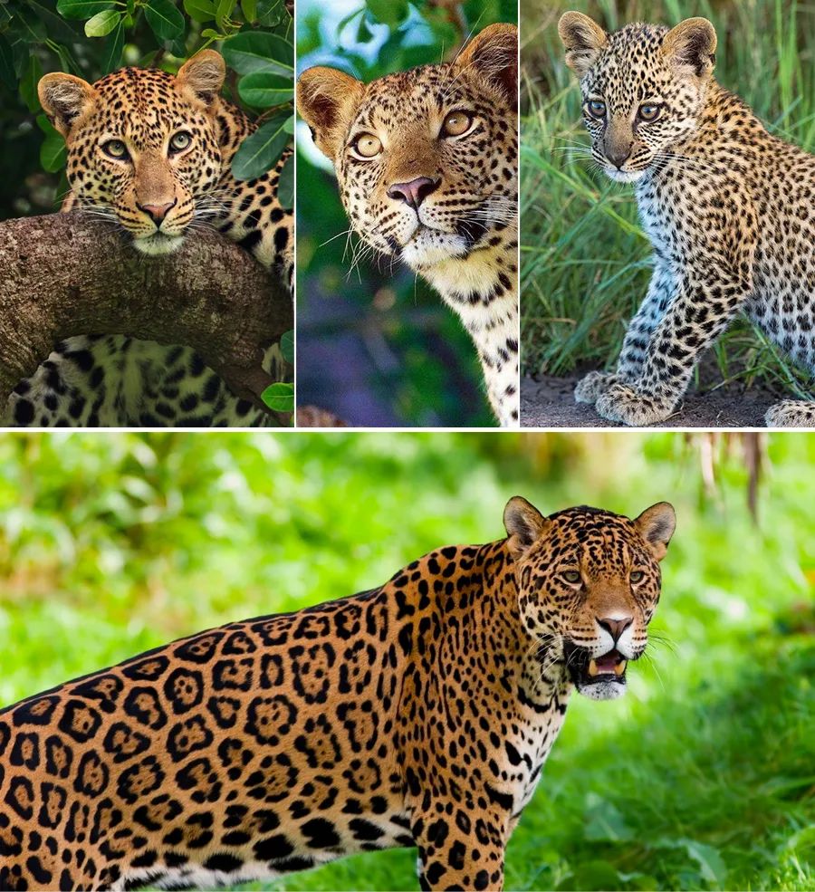 儿童画教程｜艺术创想美术课程《森林里的小花豹》