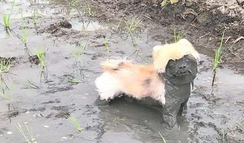 博美狗狗发疯一样到处乱跑,博美狗狗乱拉屎被打