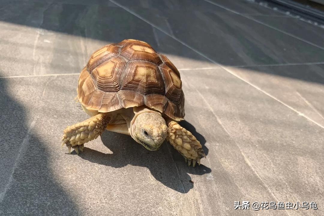 最容易养的乌龟是哪种乌龟,最容易养的乌龟是哪种品种