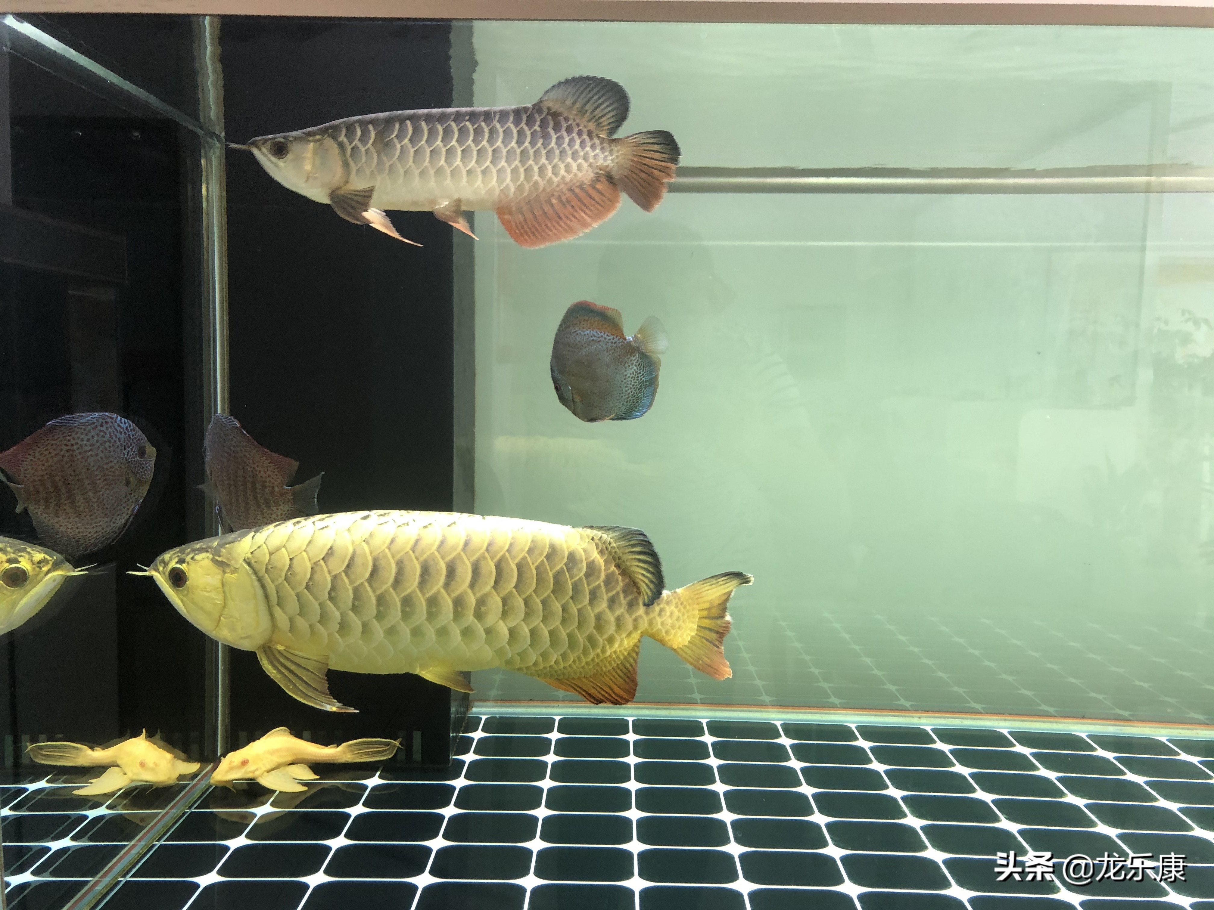 龙鱼每日小喂还是多日大喂,龙鱼不吃东西撞缸