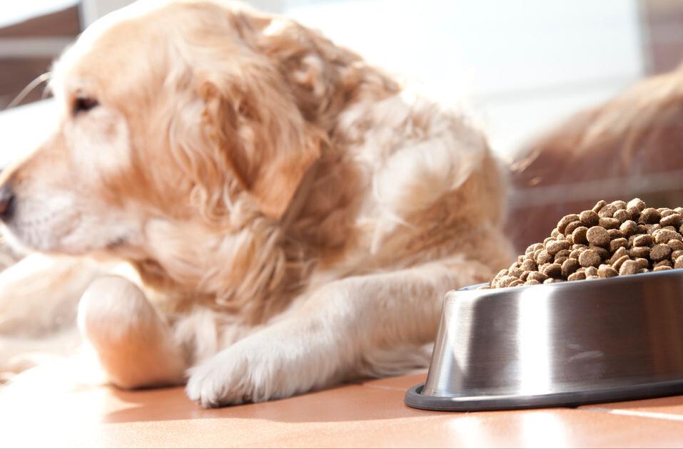 再穷也要养这三种宠物狗,最不挑食的是哪几种狗