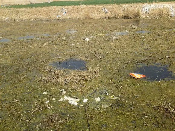 钓到的野生鲫鱼为什么水那么脏,煤油味鲫鱼