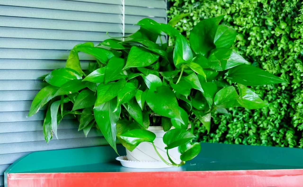 北方冬天如何制作黄豆肥水养花,黄豆水养花的方法和注意事项