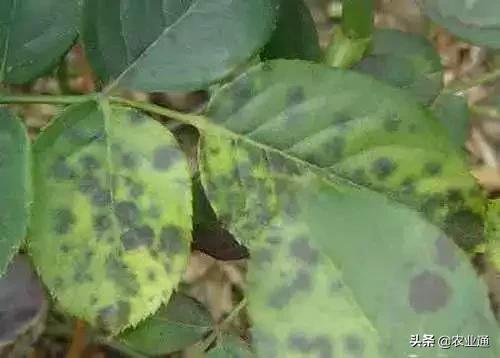 家庭防治虫害的最佳方法,病虫害防治小妙招