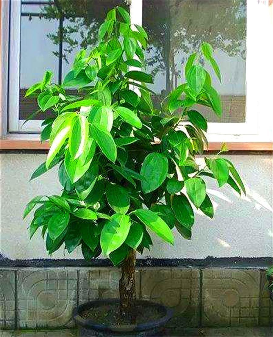 心叶绿萝的养殖方法,心叶藤盆栽技巧