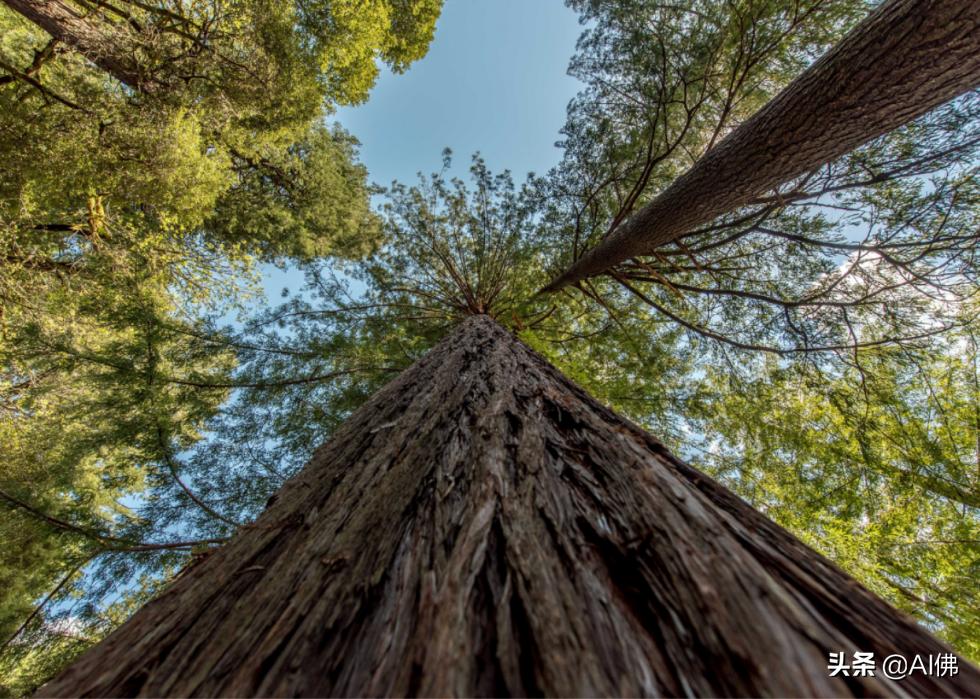 美国最受欢迎的五个州,美国最受欢迎的景点排行榜