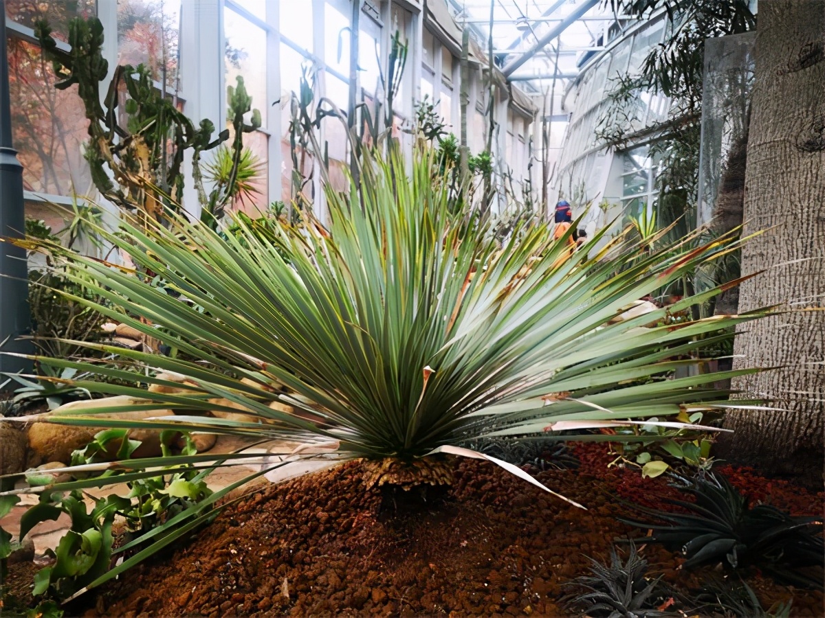 非洲猴面包树,非洲神奇树猴面包树