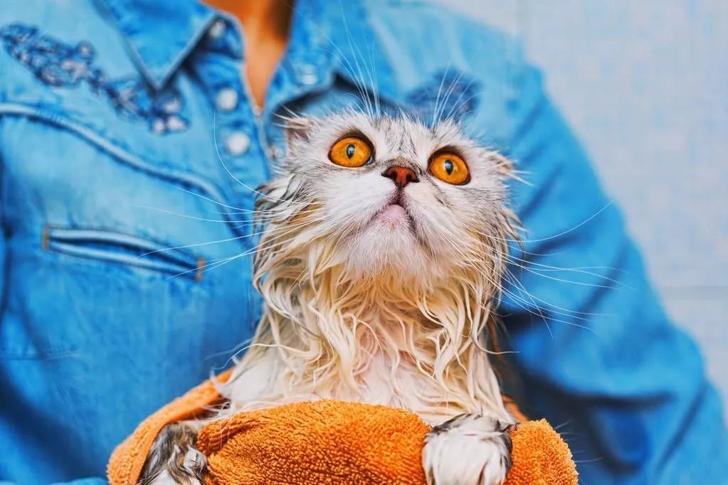 在家冬季给猫咪洗澡要注意什么,北方冬天猫咪洗澡