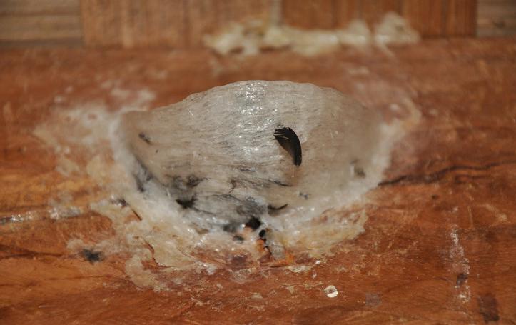 燕窝真假用什么方法鉴别,燕窝真假鉴别方法