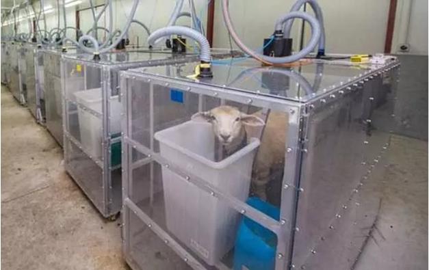 山羊可以当宠物养吗,养山羊做宠物的感受