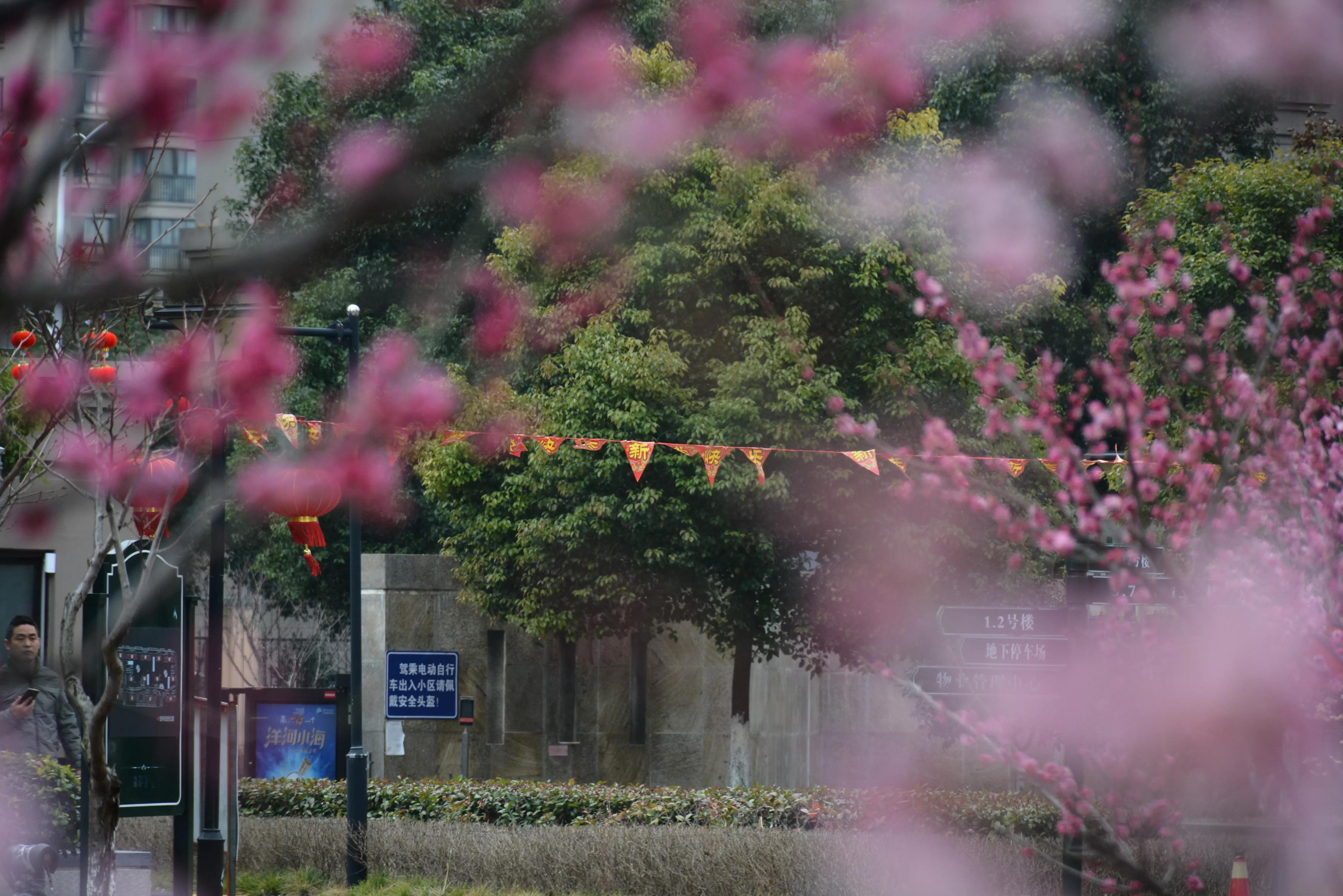 能坚持四季如春就好了（湖畔雅居的春天）