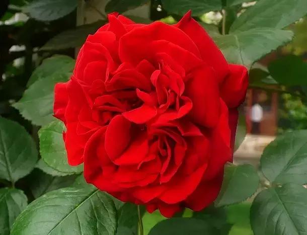 100种花的英文和花语是什么,100种花的花语以及送花礼仪分享