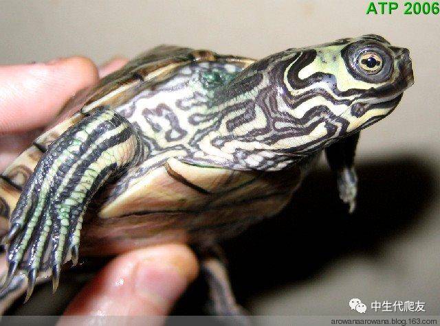 地图龟成体样子,地图龟种类及图解