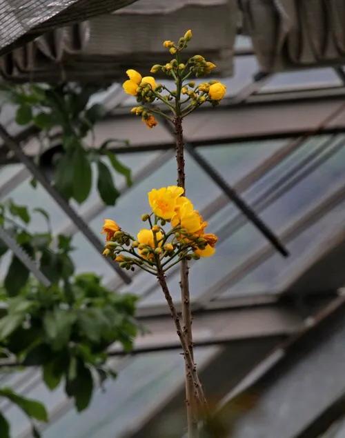 弯子木~花朵鲜黄色,簇生,酷似山茶科的金花茶,非常漂亮。