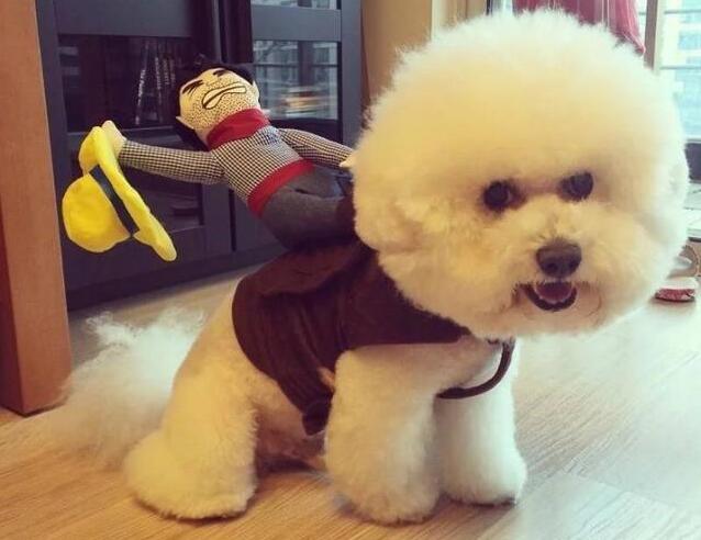 比熊犬怎么知道身上有虫子,怎么知道比熊狗有皮肤病