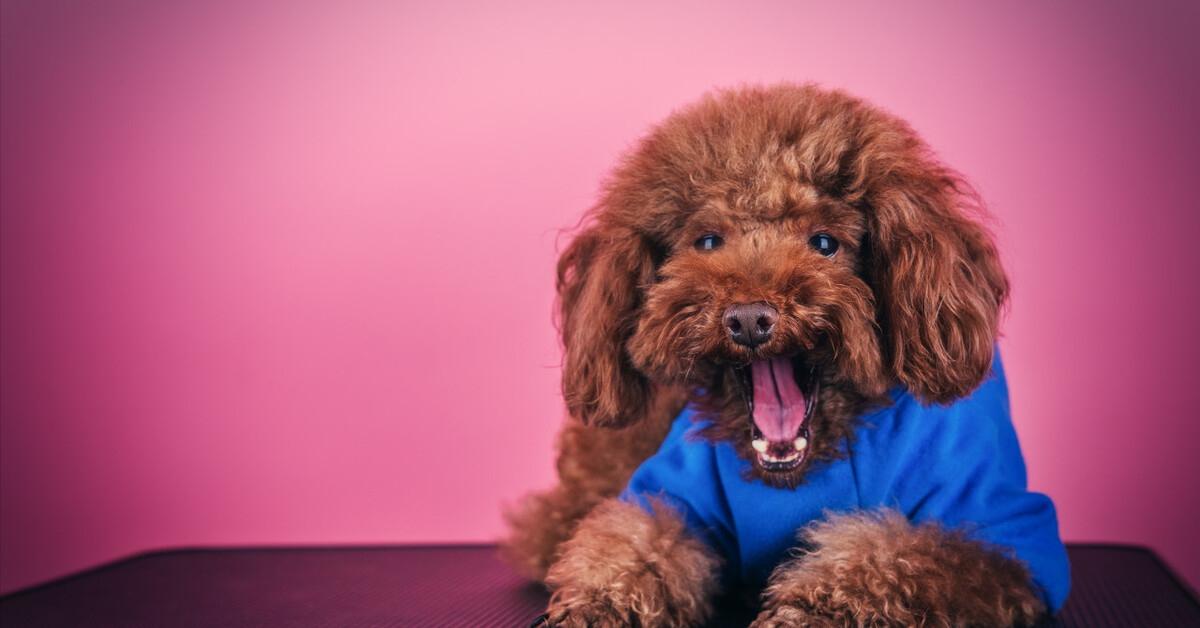 泰迪绝对不能吃的东西是什么,泰迪能吃和不能吃的东西有什么