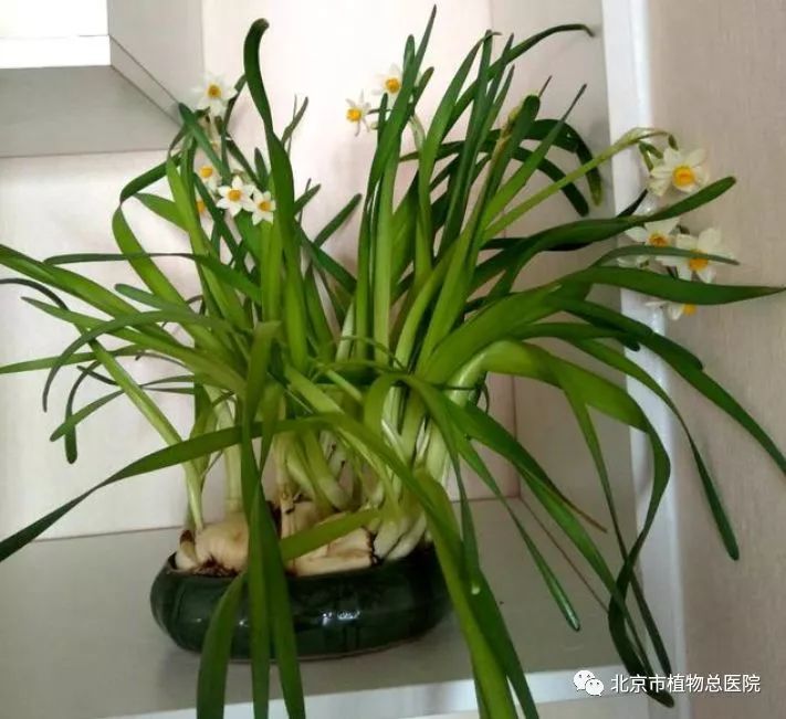 水仙花叶子发黄的原因和解决方法,水仙花全部黄怎么处理