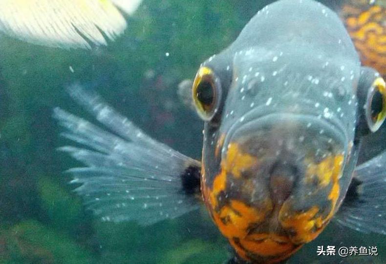 观赏鱼白点病用什么药好,观赏鱼白点病用什么药最好