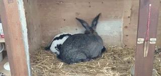 兔子摸一摸就会怀孕吗,意外发现我家兔子怀孕