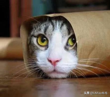 预防应激！6招帮猫咪减少焦虑