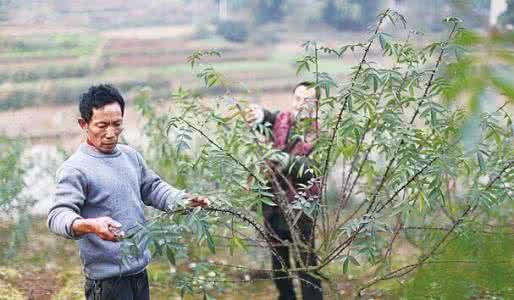 鑺辨绮掔矑楗辨弧,鑺辨棰楅楗辨弧绮掔矑椴滈