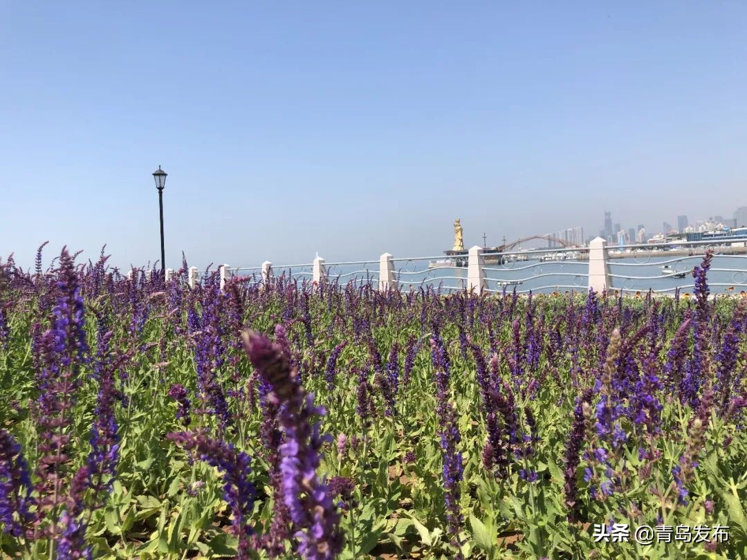 小麦岛风景青岛,小麦岛公园不一样的风景