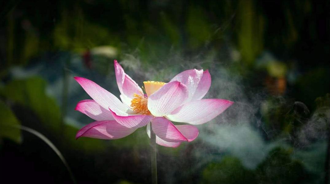 诗词欣赏诗词中的夏天,关于夏天的经典古诗词欣赏