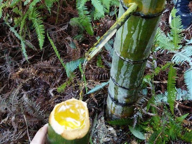 曾经很火的白酒,竹子灌酒竹子还能活吗