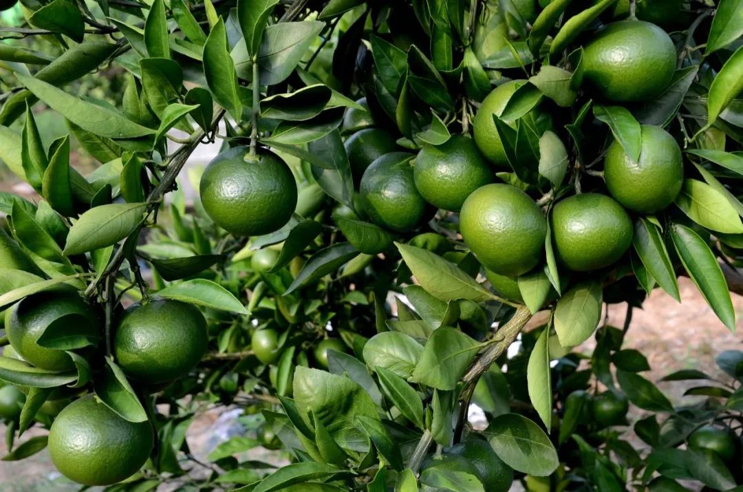 果实没有膨大的原因,果实大小不一主要是什么引起的