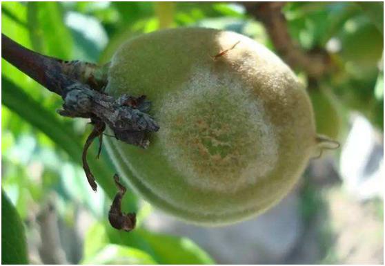 果树褐斑病害图片大全,果树病虫害用药一览表