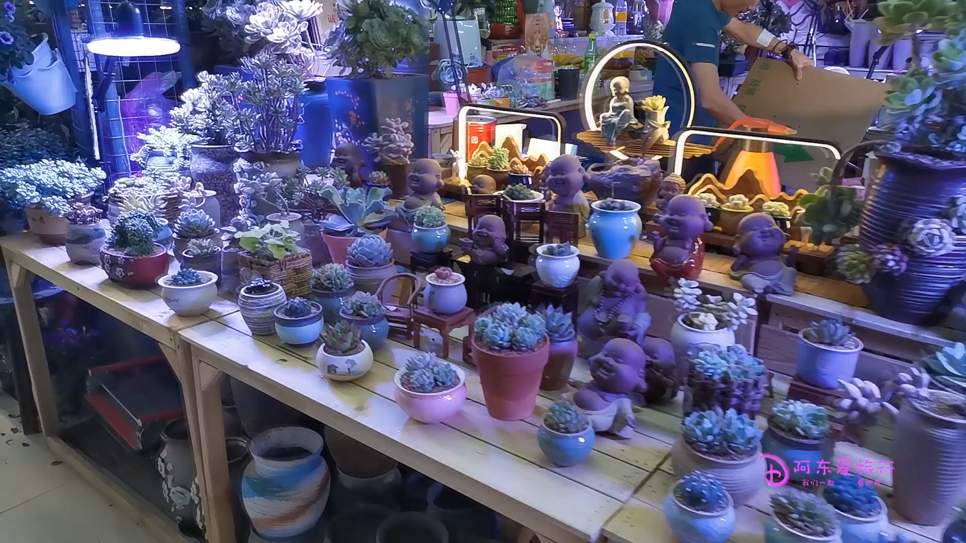 郑州陈砦花卉市场搬迁最新消息,郑州陈砦花卉市场多肉批发