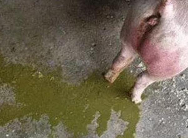 治疗猪拉稀用粘杆菌素还是新霉素,粘菌素治疗猪的拉稀用量