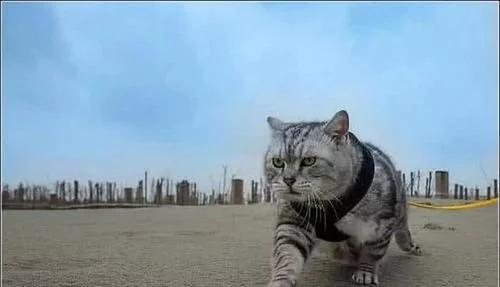 刚出生的猫咪跟老虎一起长大,从小和老虎长大的猫咪会怎么样