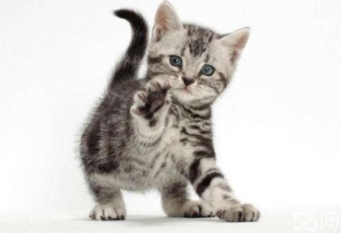 如何挑选一只自己喜欢的猫咪,怎么从一窝猫咪里挑选最乖的一个