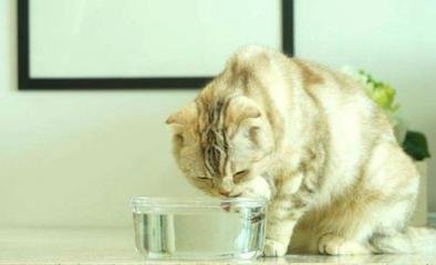 宠物盐分摄入太多真的有害吗,宠物盐巴吃多了有什么危害