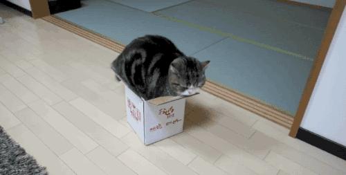 猫咪在地上蜷缩翻滚,猫咪在屋顶的视频