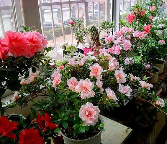 自制养花营养液不招虫子,养花用的营养液是怎么做的