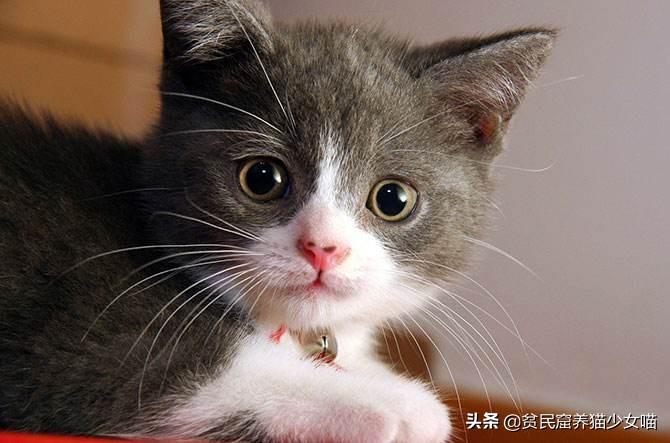 猫为什么会长那么长的胡须,为什么猫长胡须