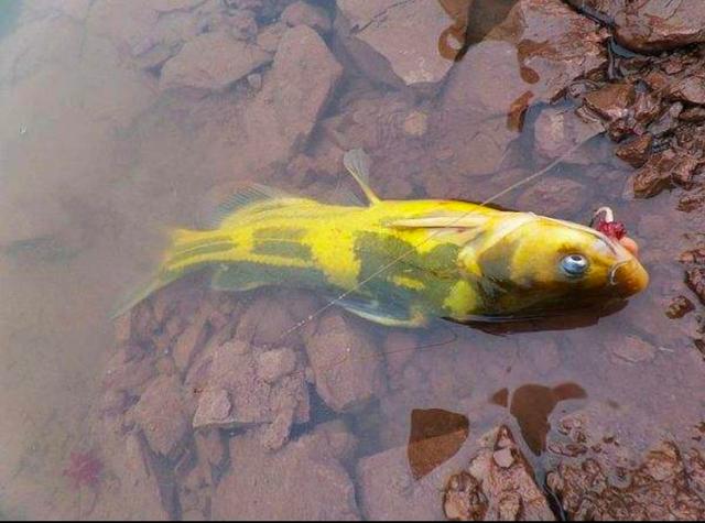 冬天大河野钓黄辣丁什么水域适合,野钓黄辣丁的正确方法与技巧