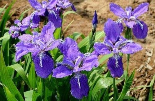 大叶红灯笼花,红灯笼的花有哪些