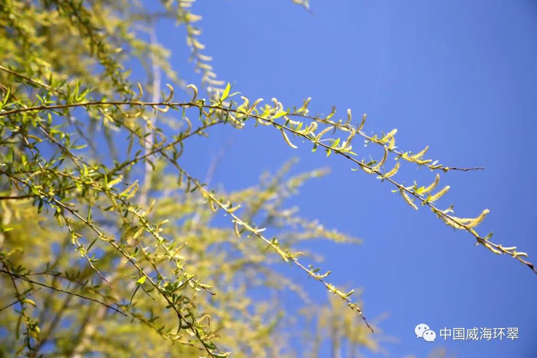 环翠公园美景,走进春天的环翠公园