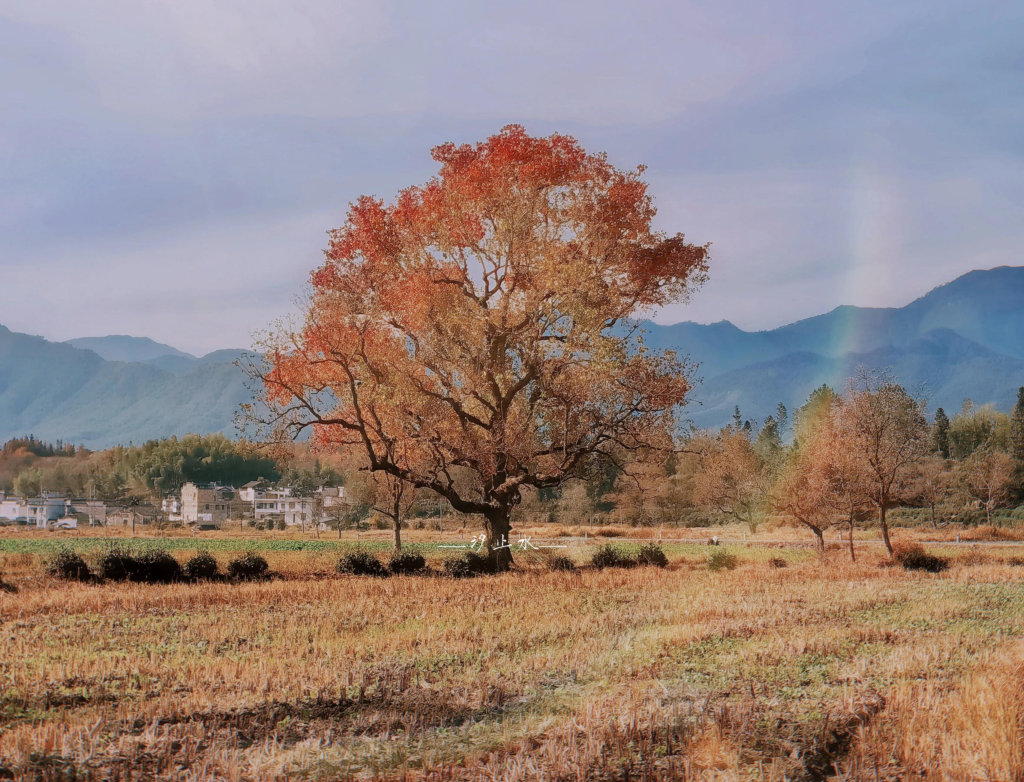 一叶与菩提,一叶皆菩提