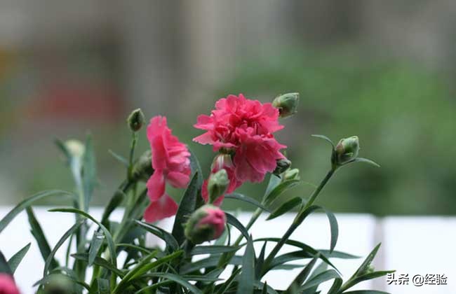 康乃馨的繁殖方法,康乃馨的繁殖方法和注意事项