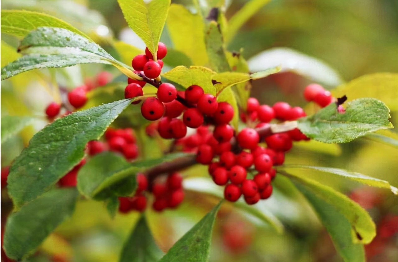 北美冬青的养护方法,北美冬青为什么来年不结果