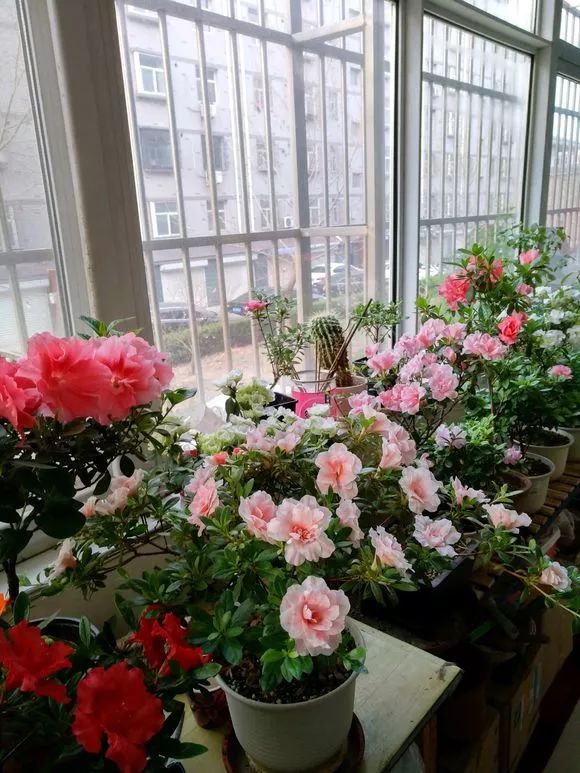 养花的100个小常识,养花的五大常识