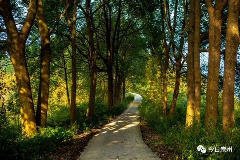 黄色警报响,黄色警报响起