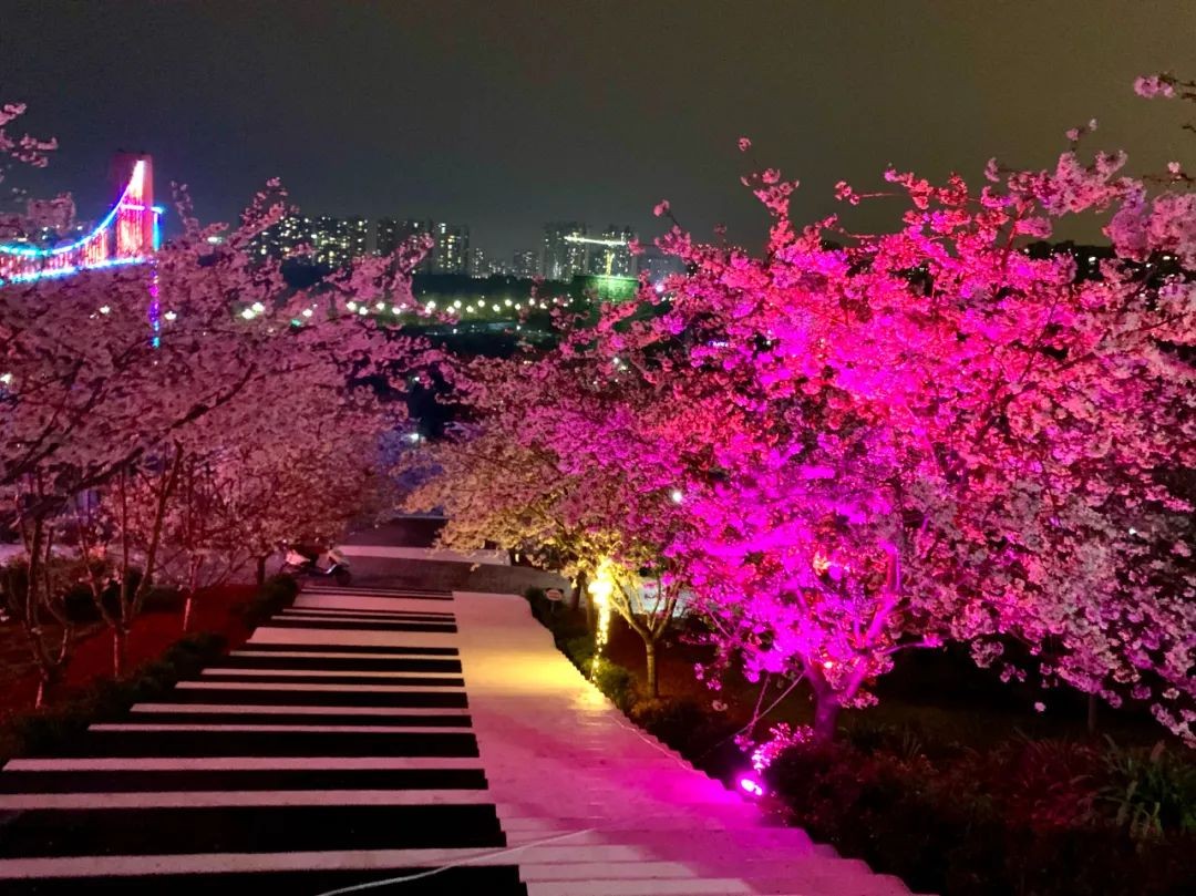 漫花庄园亿朵白樱花绚烂绽放啦，这些樱花的起源你真的知道吗？