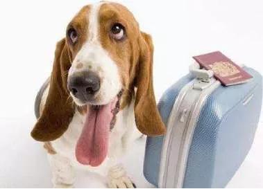 如何给狗狗办理托运,怎么给狗狗办理高铁托运